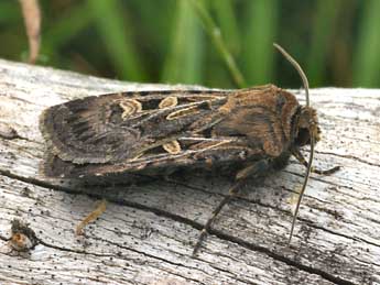 Chersotis oreina Dufay adulte - �Daniel Morel