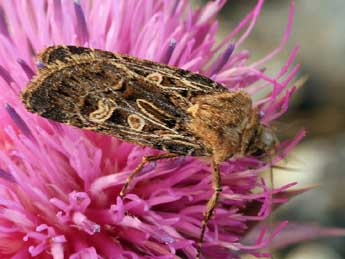 Chersotis oreina Dufay adulte - �Daniel Morel