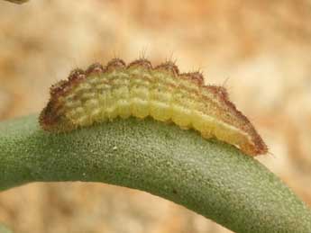  Chenille de Scolitantides orion Pall. - �Daniel Morel