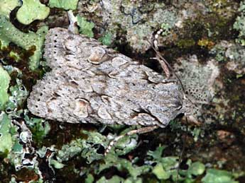 Lithophane ornitopus Hfn. adulte - �Samuel Ducept