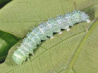  Chenille de Lithophane ornitopus Hfn. - �Philippe Mothiron