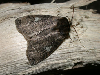 Tethea or D. & S. adulte - �Philippe Mothiron