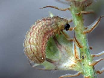  Chenille de Cupido osiris Meig. - �Tristan Lafranchis