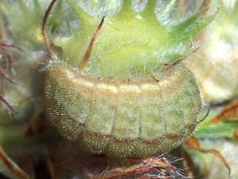  Chenille de Cupido osiris Meig. - �Tristan Lafranchis