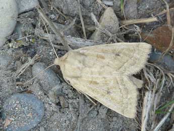 Hydraecia osseola Stgr adulte - �Olivier Pineau