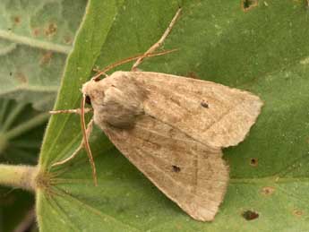 Hydraecia osseola Stgr adulte - �Daniel Morel