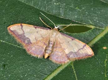 Idaea ostrinaria Hb. adulte - �Philippe Mothiron