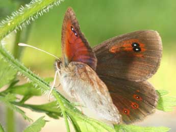 Erebia ottomana H.-S. adulte - �Daniel Morel
