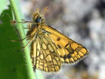 Carterocephalus palaemon Pall. adulte - �Daniel Morel