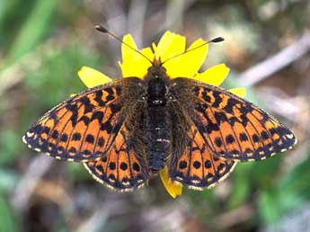Boloria pales D. & S. adulte - �Tristan Lafranchis