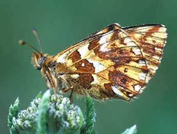 Boloria pales D. & S. adulte - �Tristan Lafranchis