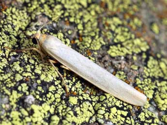 Manulea palliatella Scop. adulte - �Daniel Morel