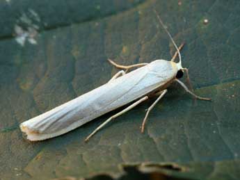 Manulea palliatella Scop. adulte - �Daniel Morel