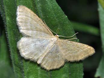 Idaea pallidata D. & S. adulte - �Philippe Mothiron