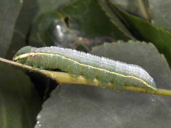  Chenille de Pterostoma palpina Cl. - �Philippe Mothiron