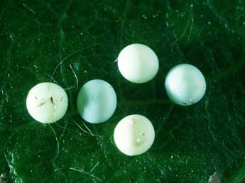  Oeuf de Pterostoma palpina Cl. - �Philippe Mothiron