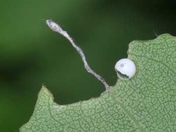 Oeuf de Pterostoma palpina Cl. - �Philippe Mothiron