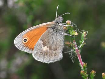 Coenonympha pamphilus L. adulte - �Philippe Mothiron