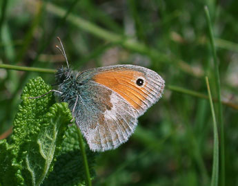 Coenonympha pamphilus L. adulte - �Philippe Mothiron
