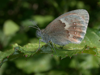 Coenonympha pamphilus L. adulte - �Philippe Mothiron
