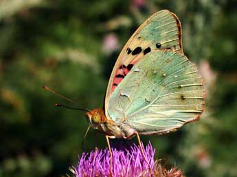 Argynnis pandora D. & S. adulte - �Philippe Mothiron