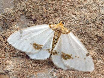 Abraxas pantaria L. adulte - �Daniel Morel