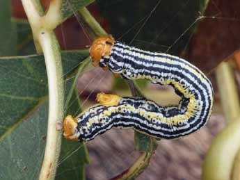  Chenille de Abraxas pantaria L. - �Daniel Morel