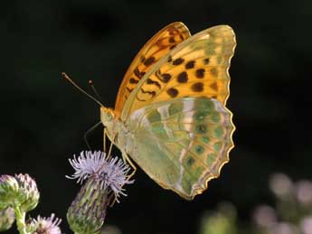 Argynnis paphia L. adulte - �Philippe Mothiron