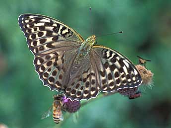 Argynnis paphia L. adulte - �Tristan Lafranchis