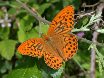 Argynnis paphia L. adulte - �Philippe Mothiron