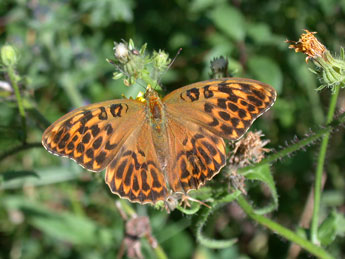 Argynnis paphia L. adulte - �Philippe Mothiron