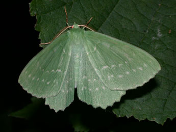 Geometra papilionaria L. adulte - �Philippe Mothiron