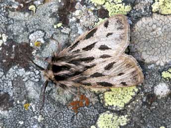 Ocnogyna parasita Hb. adulte - �Yann Baillet