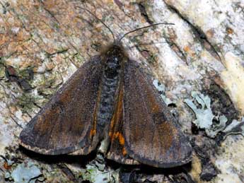 Archiearis parthenias L. adulte - �Michel Rauch