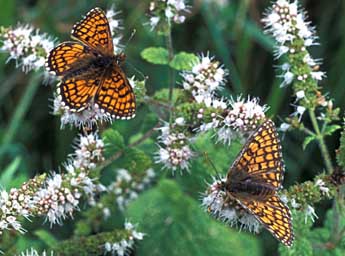Melitaea parthenoides Kef. adulte - �Tristan Lafranchis