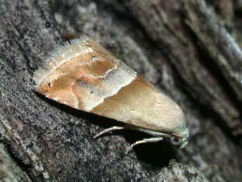 Eublemma parva Hb. adulte - �Philippe Mothiron