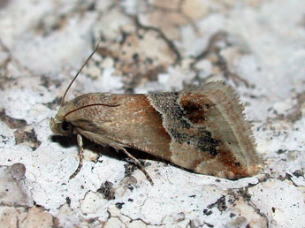 Eublemma parva Hb. adulte - �Philippe Mothiron