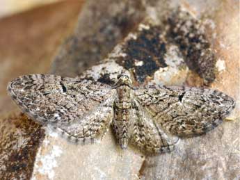 Eupithecia pauxillaria Bsdv. adulte - �Daniel Morel