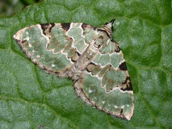 Colostygia pectinataria Knoch adulte - �Philippe Mothiron