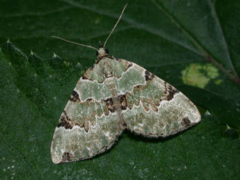 Colostygia pectinataria Knoch adulte - �Philippe Mothiron