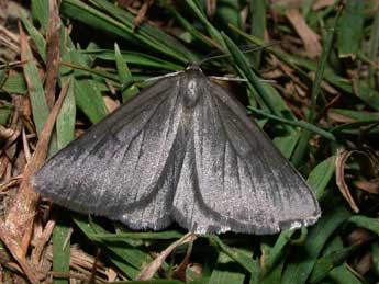 Crocota peletieraria Dup. adulte - �Philippe Mothiron