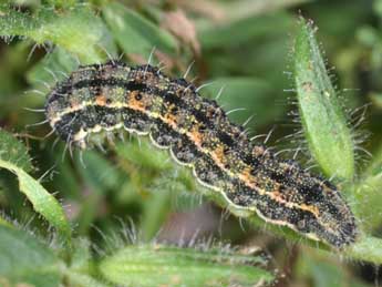  Chenille de Heliothis peltigera D. & S. - �Philippe Mothiron