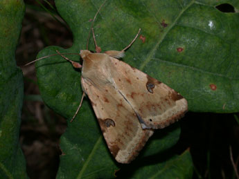 Heliothis peltigera D. & S. adulte - �Philippe Mothiron