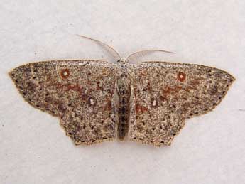 Cyclophora pendularia Cl. adulte - �Jean-Paul Quinette