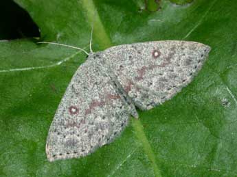 Cyclophora pendularia Cl. adulte - �Philippe Mothiron