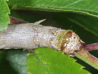  Chenille de Colotois pennaria L. - �Philippe Mothiron