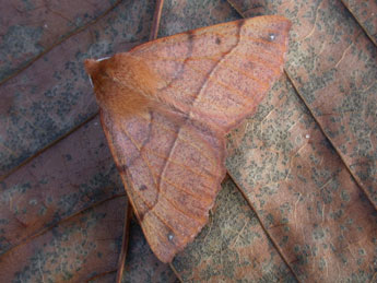 Colotois pennaria L. adulte - �Philippe Mothiron