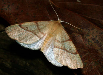 Colotois pennaria L. adulte - �Philippe Mothiron