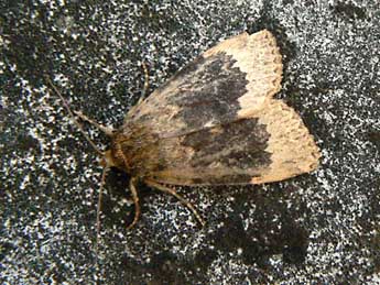 Amphipyra perflua F. adulte - �Olivier Pineau