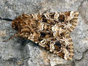 Hadena perplexa D. & S. adulte - �Daniel Morel